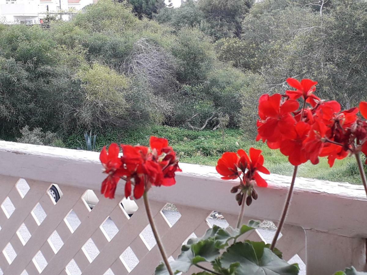 Protaras Happy Sunny Holidays 帕拉利米尼 外观 照片